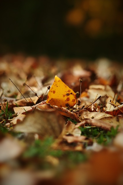 年洛杉矶奥 年洛杉矶奥